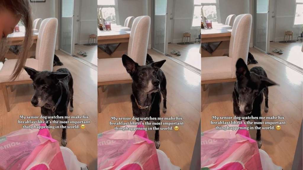Senior Dog Admires Mom Like She’s His Whole World as She Makes Breakfast