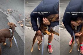 Kelpie's Reaction To Spotting Dog Walker Has the Internet Melting