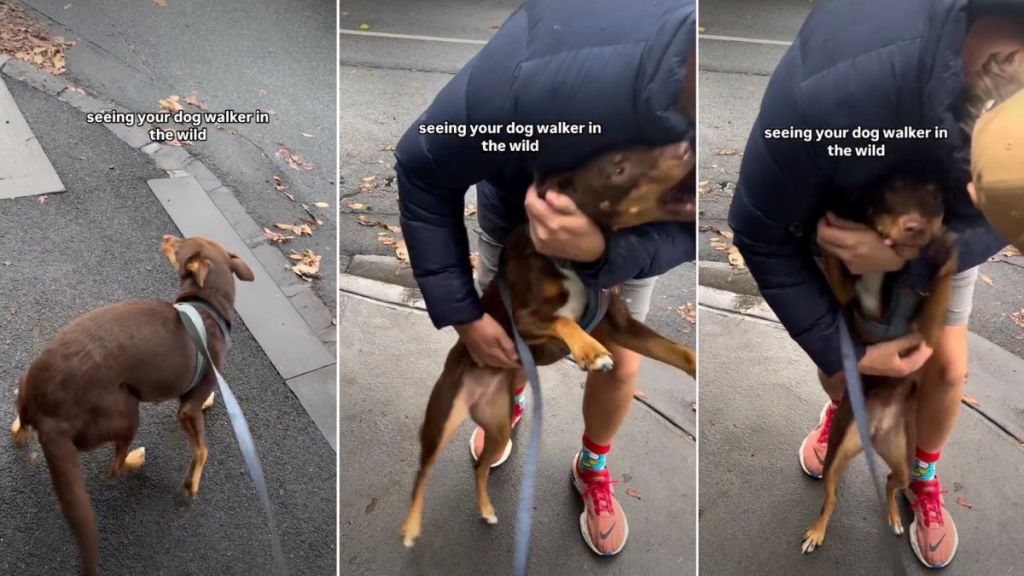 Kelpie's Reaction To Spotting Dog Walker Has the Internet Melting