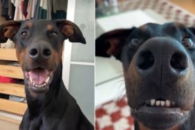 Dog Clearly Communicates a List of Things He Doesn't Like