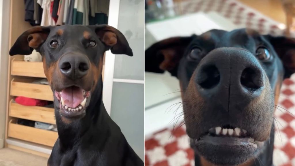 Dog Clearly Communicates a List of Things He Doesn't Like
