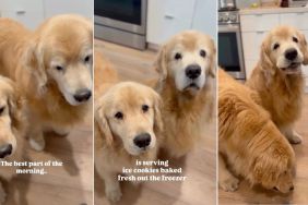 Golden Retrievers Chomping ‘Ice Cookies’ Brightens Mom’s Day