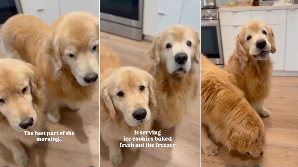 Golden Retrievers Chomping ‘Ice Cookies’ Brightens Mom’s Day