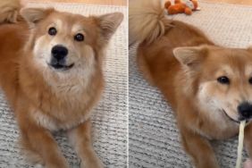 Adopted Dog Can’t Stop Wagging Tail as She Makes New Request to Mom