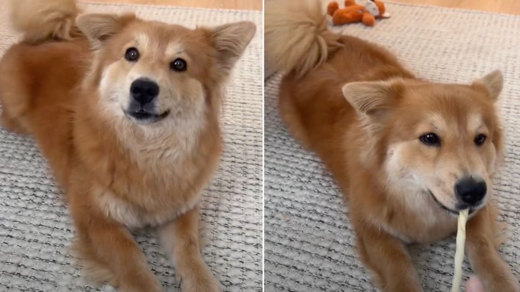 Adopted Dog Can’t Stop Wagging Tail as She Makes New Request to Mom