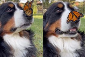 Rescue Dog Sitting With Butterfly on Nose Is Pure Storybook Magic