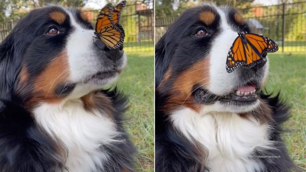 Rescue Dog Sitting With Butterfly on Nose Is Pure Storybook Magic