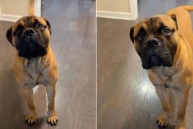 Dog Realizes It’s Walk Time & Can’t Hide Happiness Anymore
