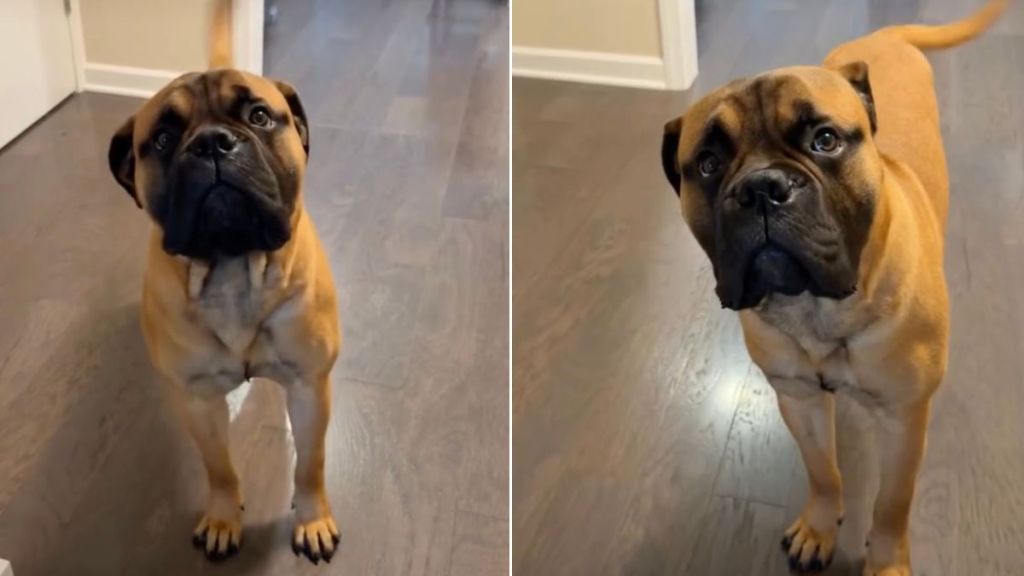 Dog Realizes It’s Walk Time & Can’t Hide Happiness Anymore