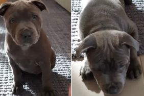 Dog Was Just a Pup When She Learned Tricks From Dad & Made Him Proud