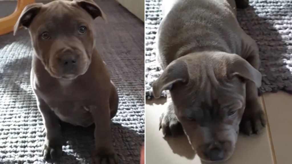 Dog Was Just a Pup When She Learned Tricks From Dad & Made Him Proud