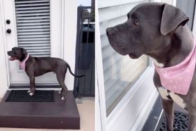 Rescue Dog Stops at Door, Waits To Be Let in Like It Was Once His Own Home