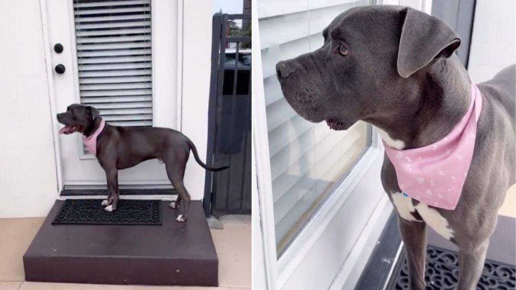 Rescue Dog Stops at Door, Waits To Be Let in Like It Was Once His Own Home