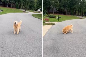 Blind Golden Retriever Doesn’t Give up His Love for Chasing Tennis Balls