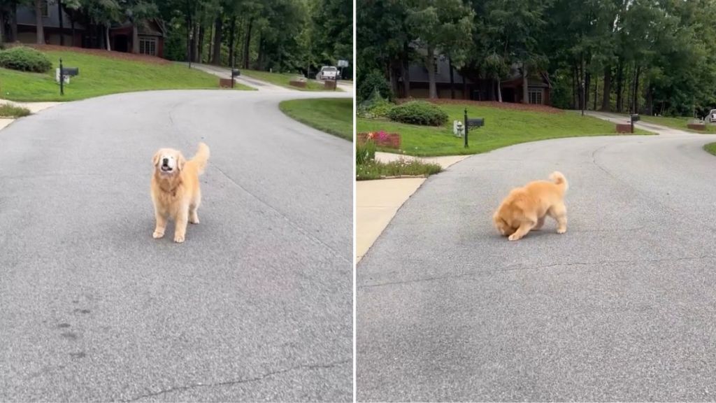 Blind Golden Retriever Doesn’t Give up His Love for Chasing Tennis Balls