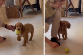 Puppy Befriends a Tennis Ball in Most Adorable Way