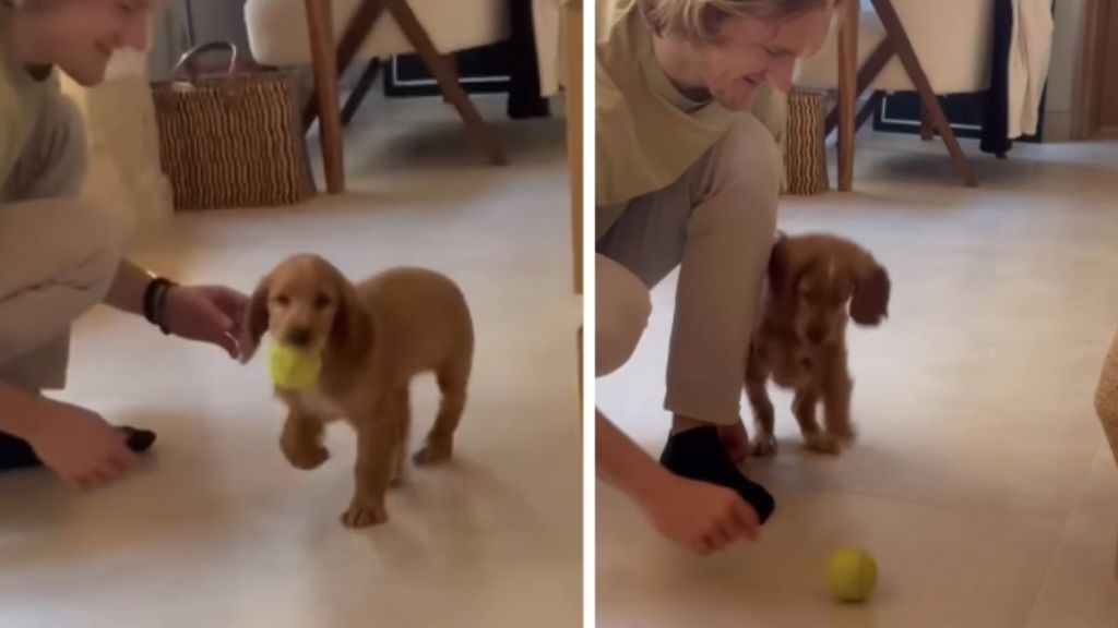 Puppy Befriends a Tennis Ball in Most Adorable Way