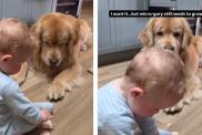 Family Dog Shows Bright Smile While Being Baby’s Best Bud