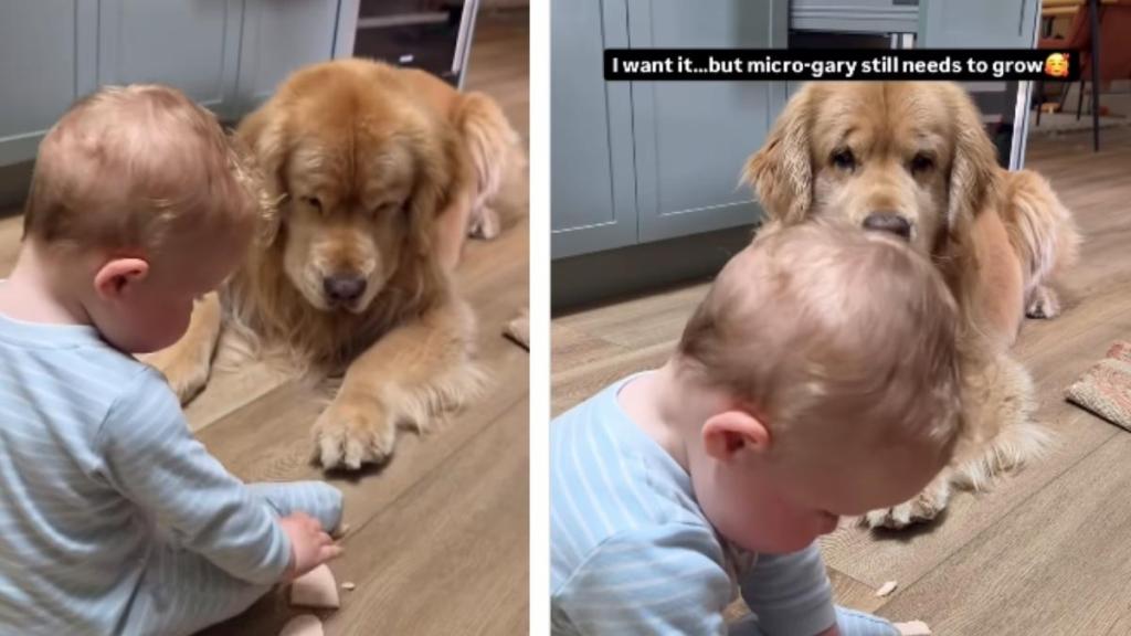 Family Dog Shows Bright Smile While Being Baby’s Best Bud