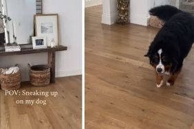 Owner Never Succeeds in Sneaking up on Dog as He Always Knows