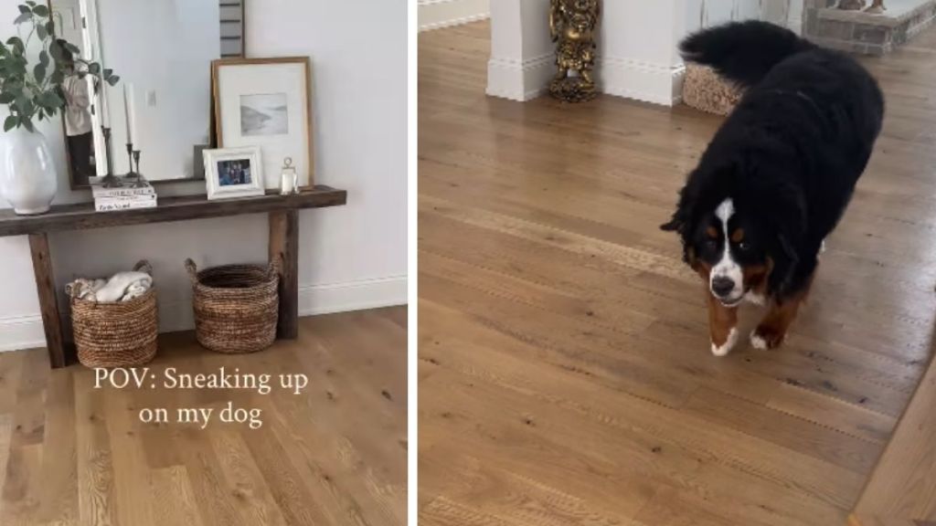 Owner Never Succeeds in Sneaking up on Dog as He Always Knows