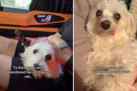 Abandoned Senior Dog Gets a Beautiful Life With Mom After a Painful Start