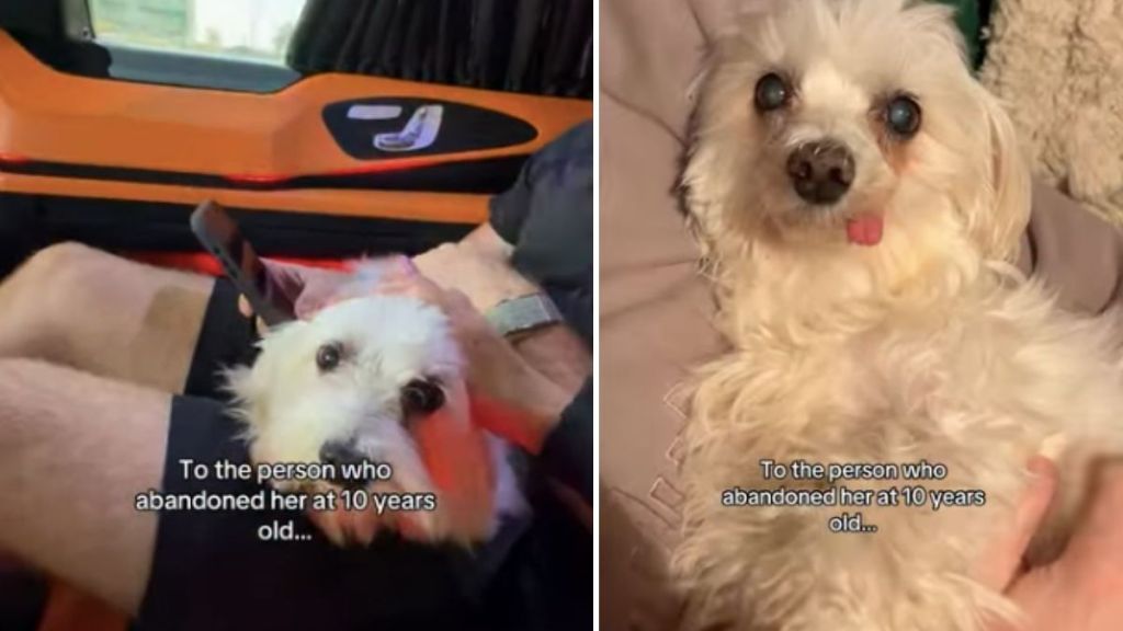 Abandoned Senior Dog Gets a Beautiful Life With Mom After a Painful Start