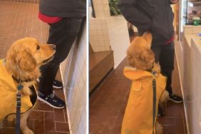 Golden Retriever Meets Kind Stranger, Charms Him Into Buying a Cookie