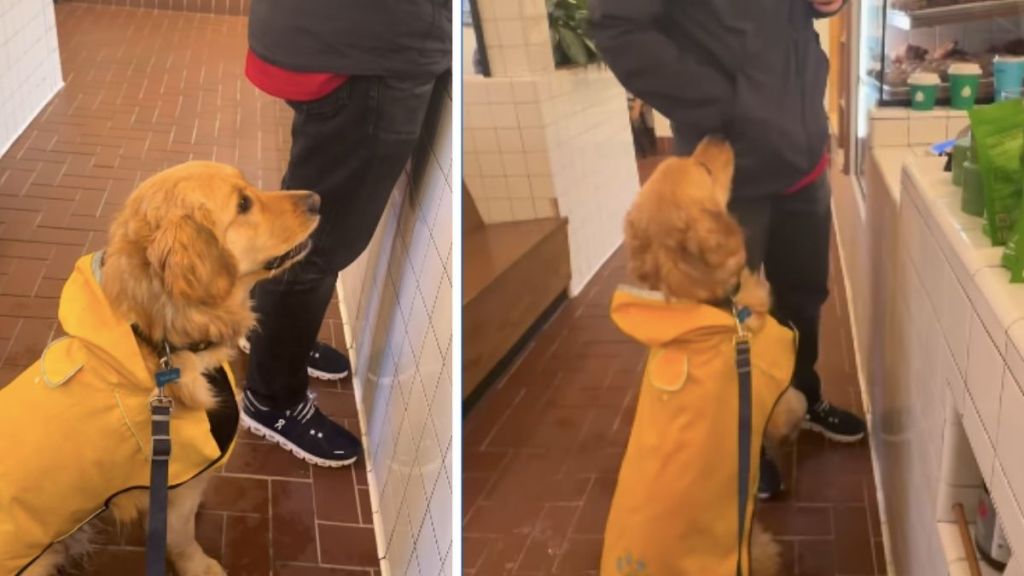 Golden Retriever Meets Kind Stranger, Charms Him Into Buying a Cookie