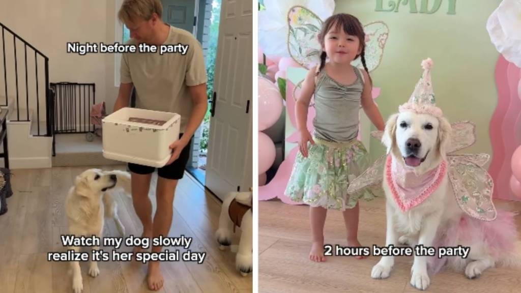 Golden Retriever Realizes It’s Her Special Day, Gets Hugs From Little Girl