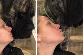 Mastiff's Kiss to Owner Is Unlike Anything You've Ever Seen
