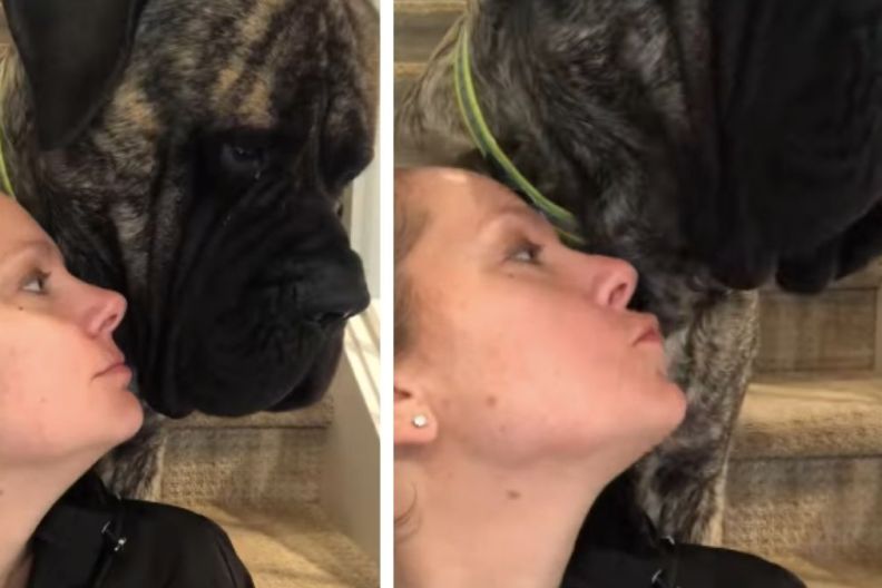 Mastiff's Kiss to Owner Is Unlike Anything You've Ever Seen