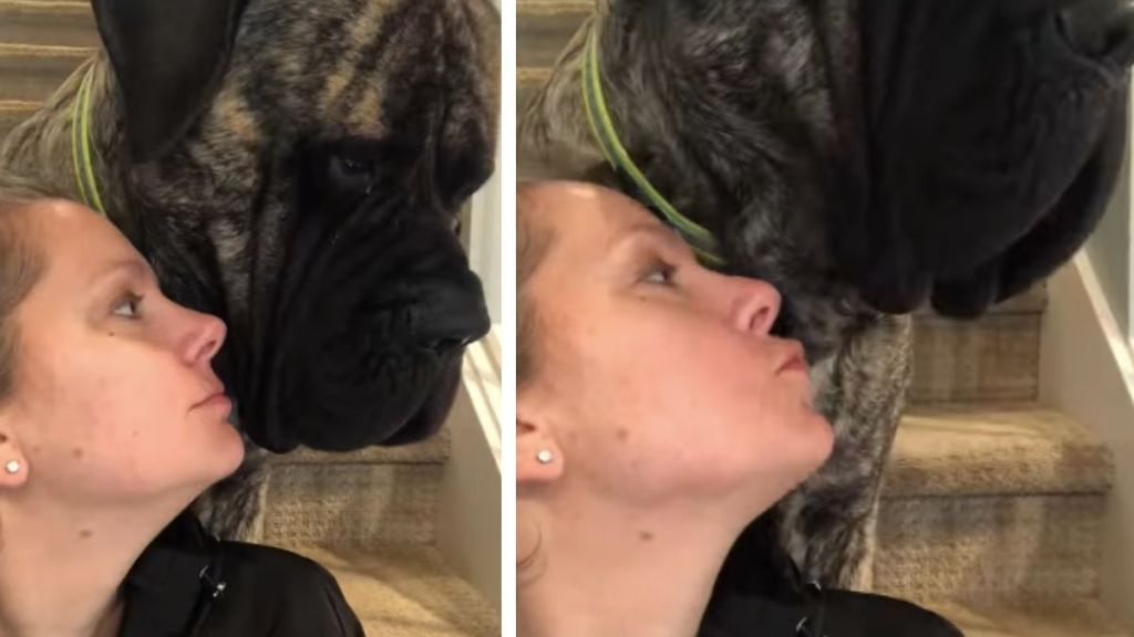 Mastiff's Kiss to Owner Is Unlike Anything You've Ever Seen