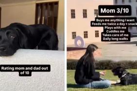 Labrador's Ratings for Mom & Dad Differ Greatly & It's Relatable