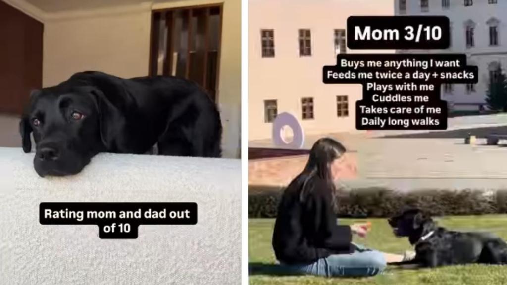 Labrador's Ratings for Mom & Dad Differ Greatly & It's Relatable