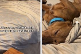 Owner Can’t Find Dog Then Sees Paws Sticking Out of Blankie