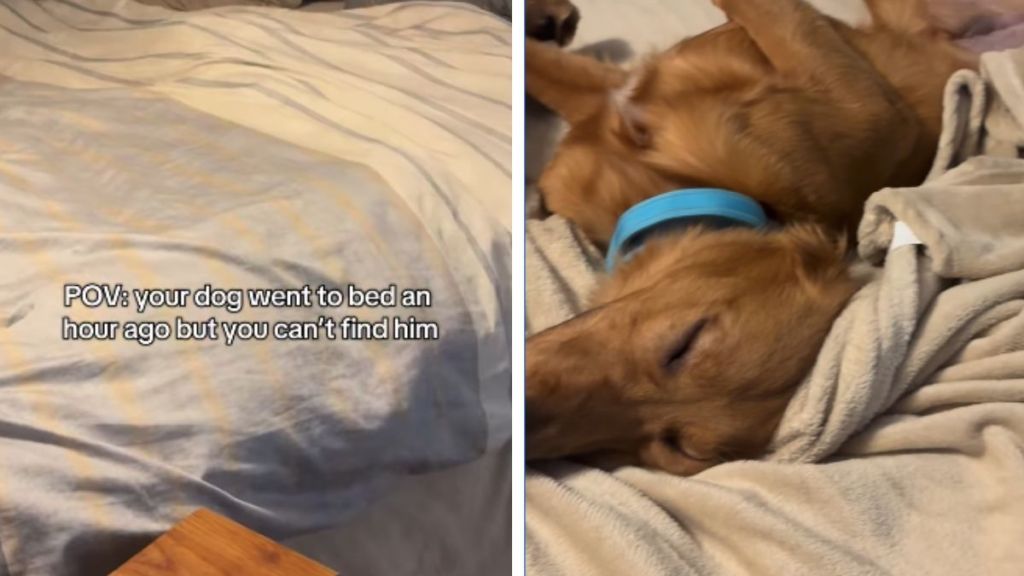 Owner Can’t Find Dog Then Sees Paws Sticking Out of Blankie
