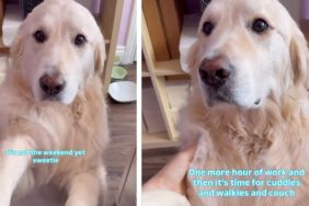 Dog Politely Asks Owner To Stop Working & Spend Time With Him