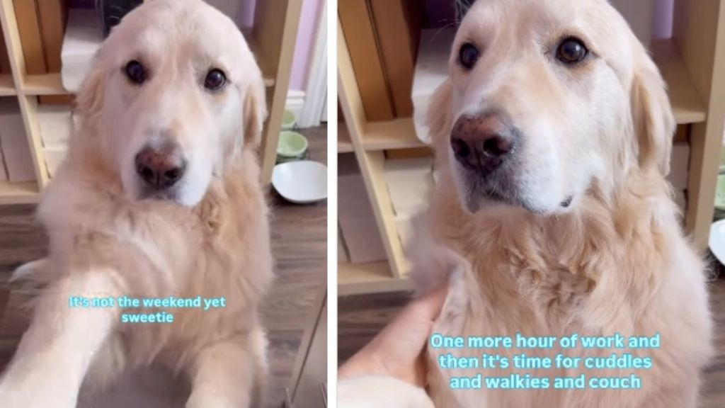 Dog Politely Asks Owner To Stop Working & Spend Time With Him