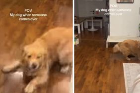 Owner Shares Dog’s Reaction When Someone Comes Over
