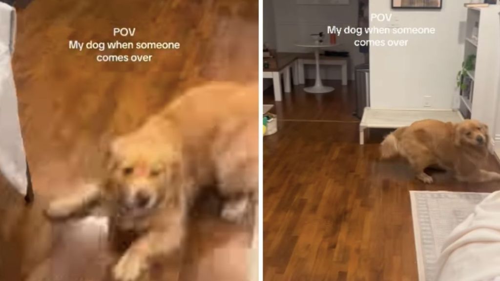 Owner Shares Dog’s Reaction When Someone Comes Over