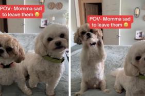 Dogs’ Cute Head & Paw Gestures Make It Hard for Mom To Leave
