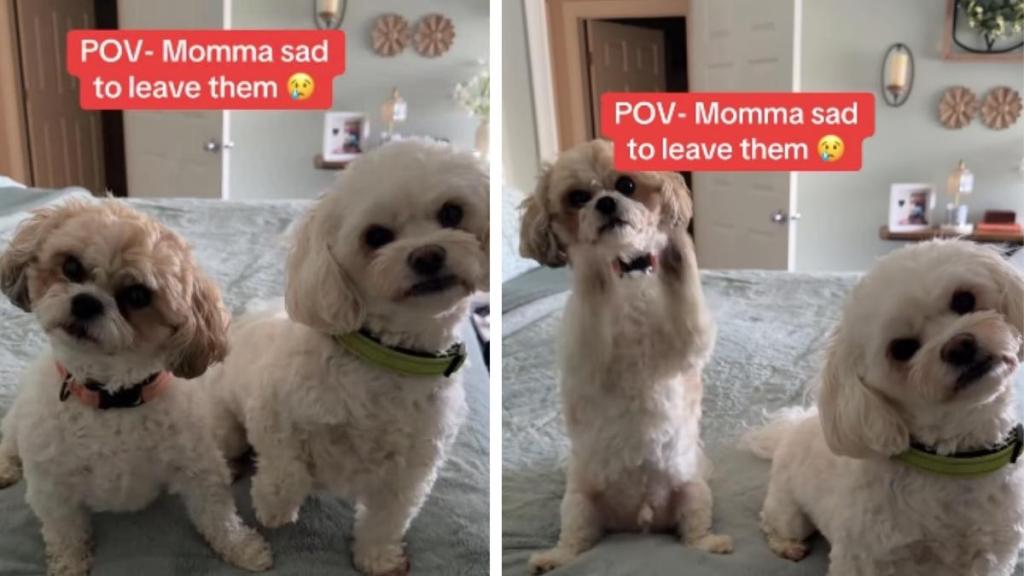 Dogs’ Cute Head & Paw Gestures Make It Hard for Mom To Leave