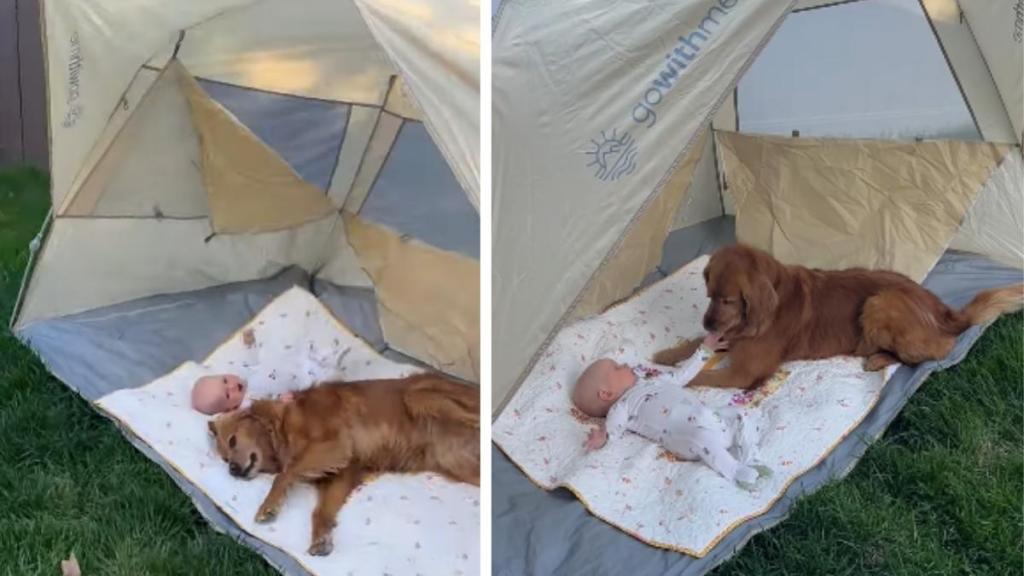 Dog & Baby Sharing Sweet Bonding Moment Under Tent Melts Hearts