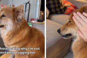 Dog Is ‘Very Particular’ About Touches & Owner 'Stans' That