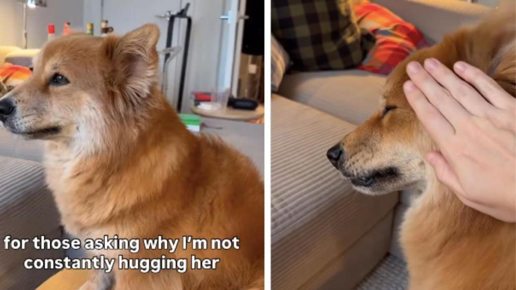 Dog Is ‘Very Particular’ About Touches & Owner 'Stans' That