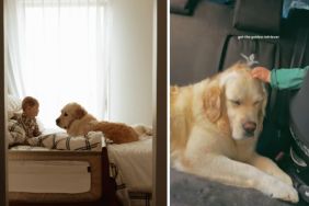 Golden Retriever’s Head Meets Little Boy’s Tiny Hand During Car Ride