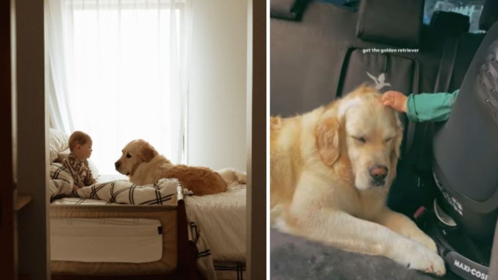 Golden Retriever’s Head Meets Little Boy’s Tiny Hand During Car Ride