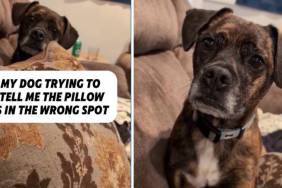 Dog Makes Sure Owner Knows Pillow Is in Wrong Spot
