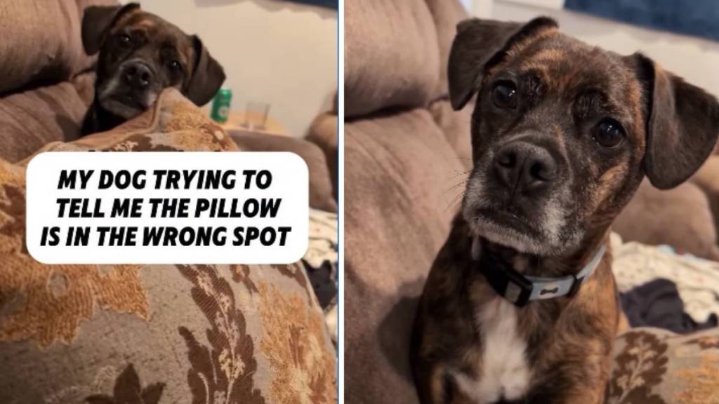 Dog Makes Sure Owner Knows Pillow Is in Wrong Spot